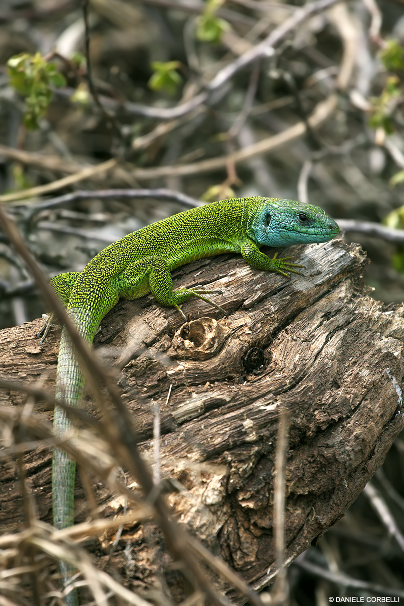 Green Lizard 